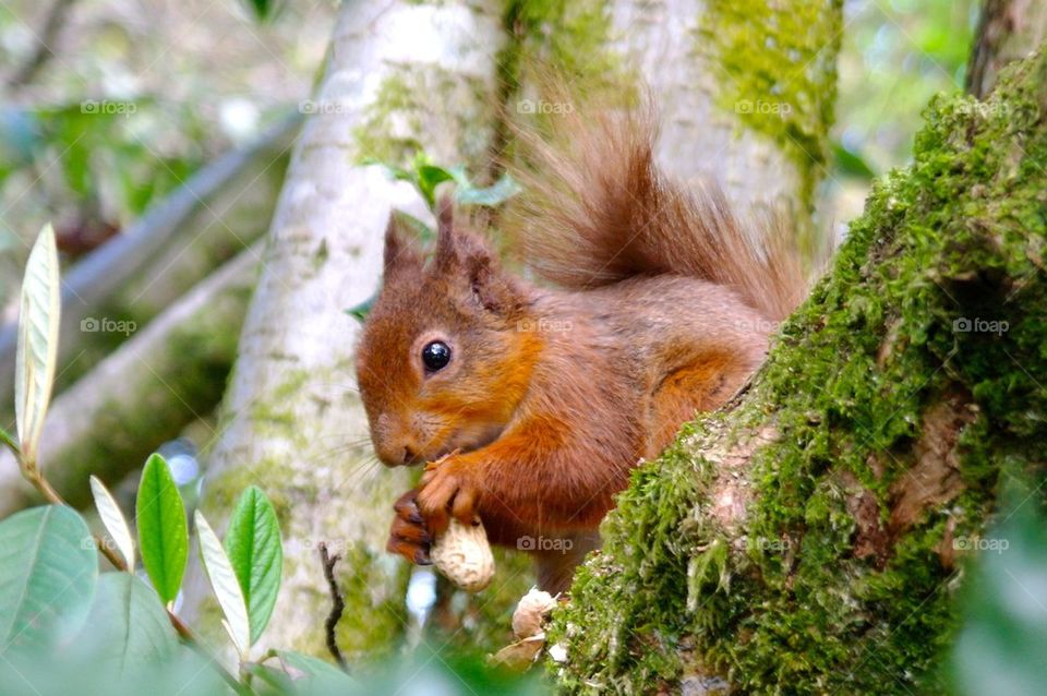 Red squirrel with nut