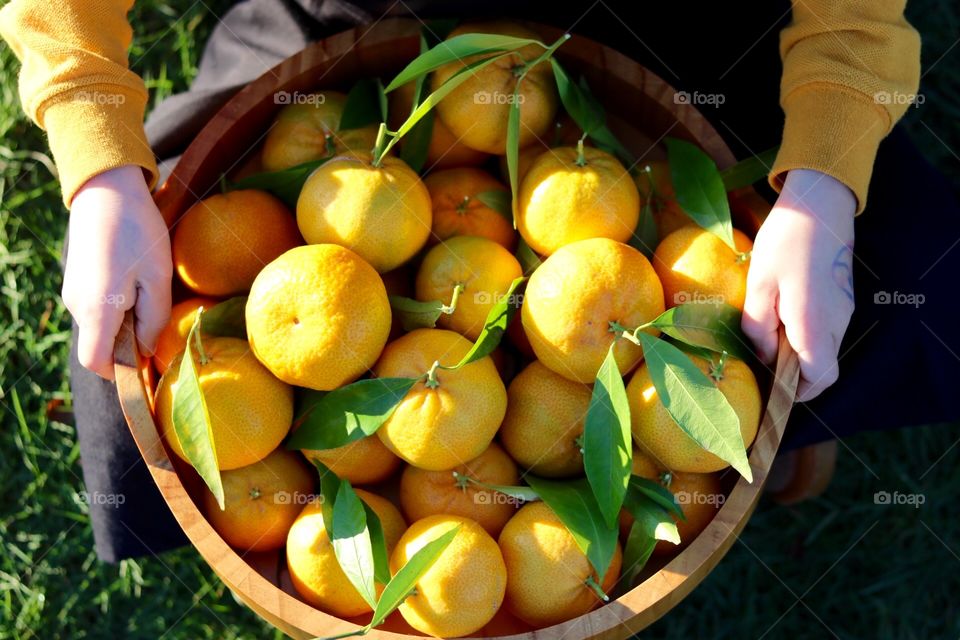 Mandarins 