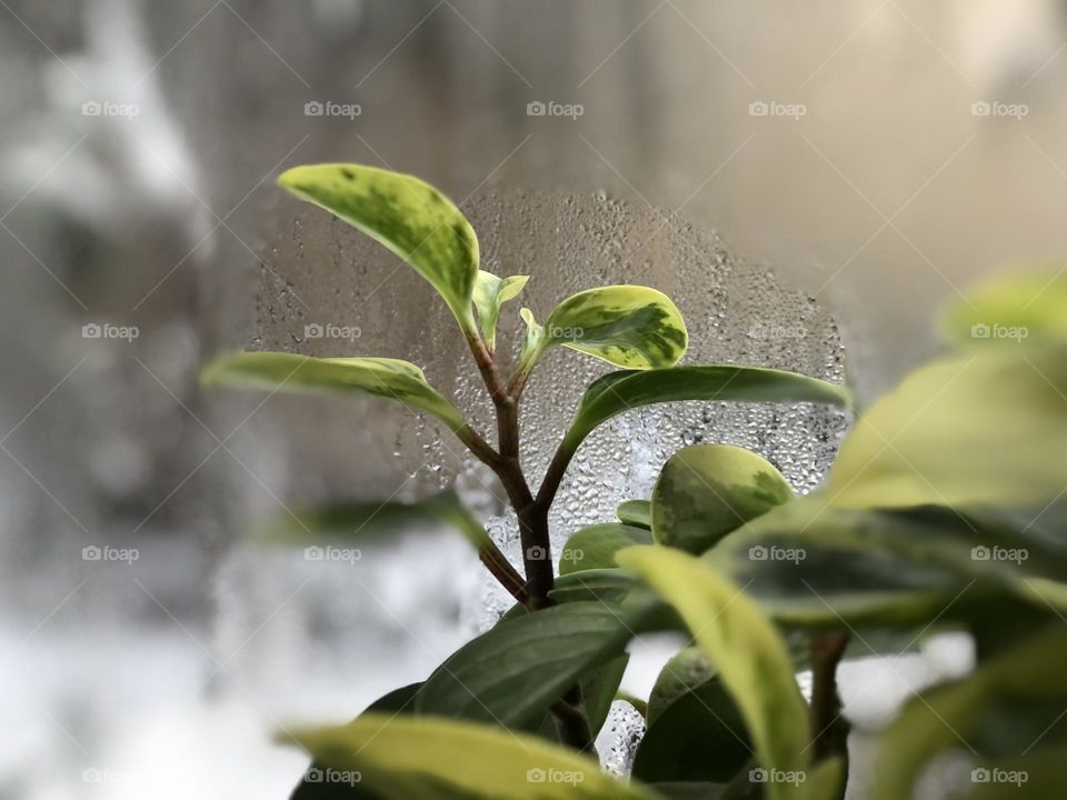 Peperomia in winter. The green story of growth and germination. Life is a constant struggle.