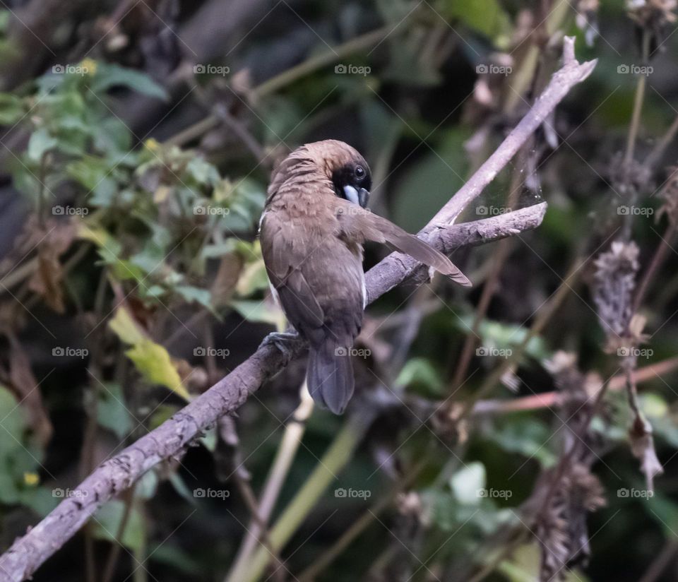 sparrows trying to get rid of fleas on their feathers
