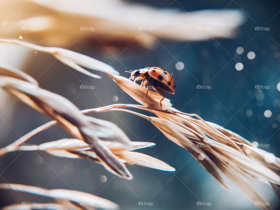 ladybug on a dried flower