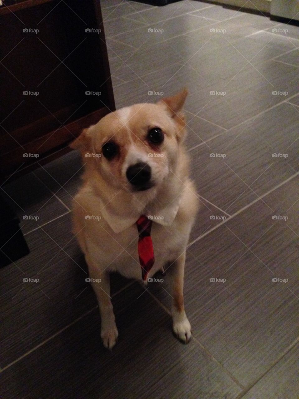 Max. Max the dog wearing a tie 