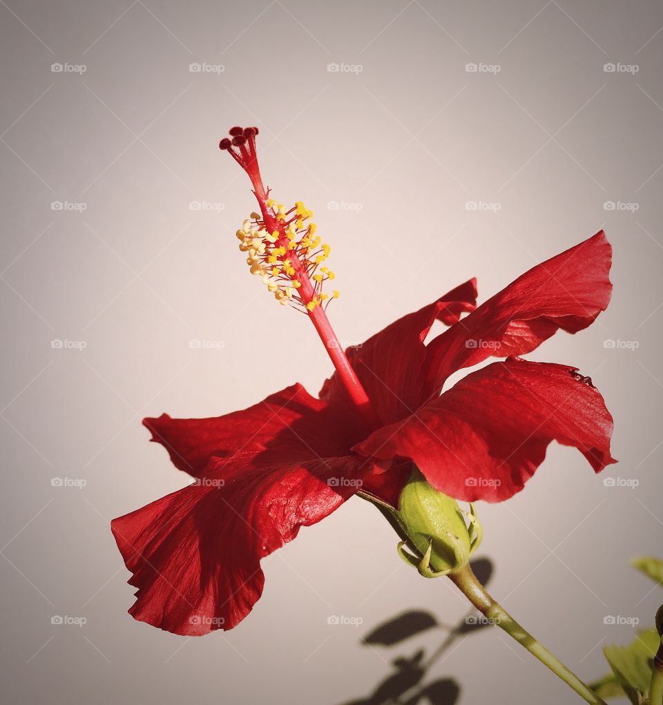 Hibiscus 