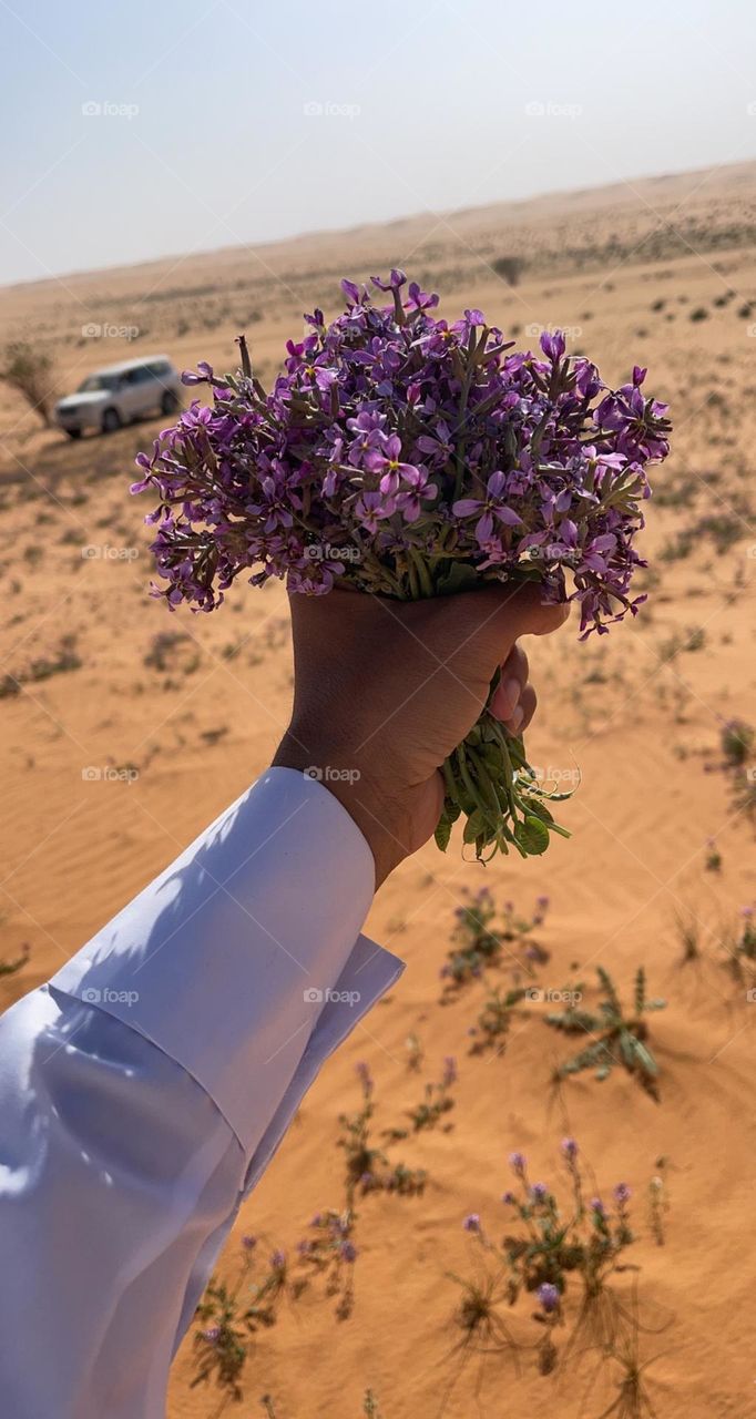 wild lavender flowers