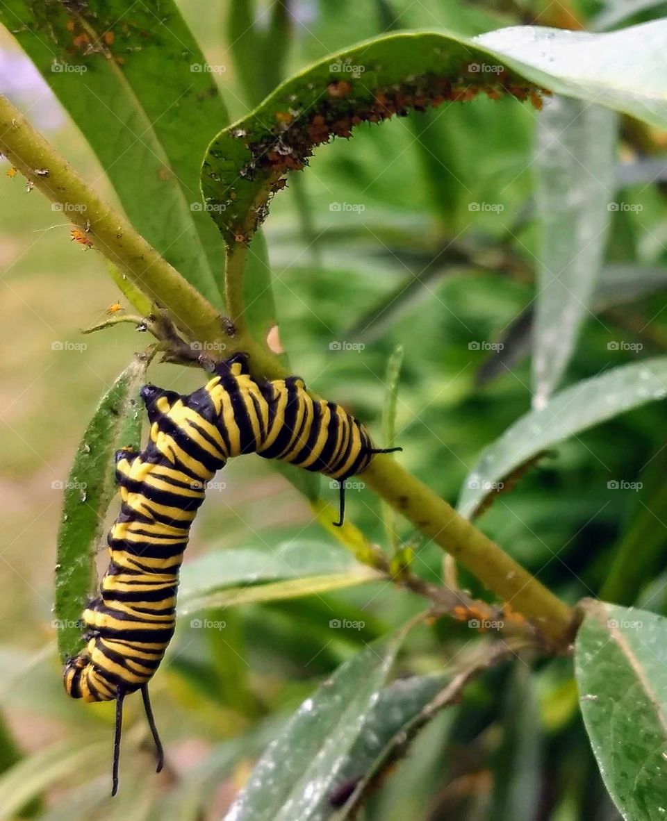 yellow and black caterpillar