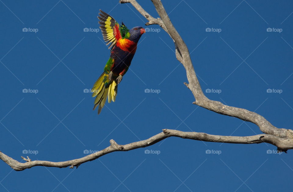 Rainbow Lorikeet taking flight at sunset