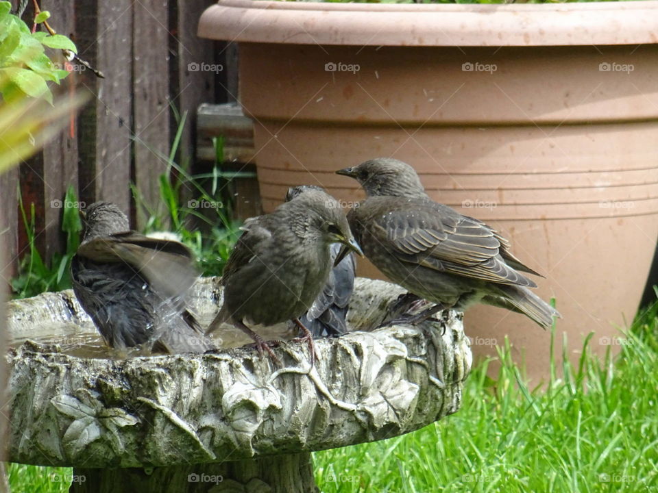 Juvenile starlings first bath