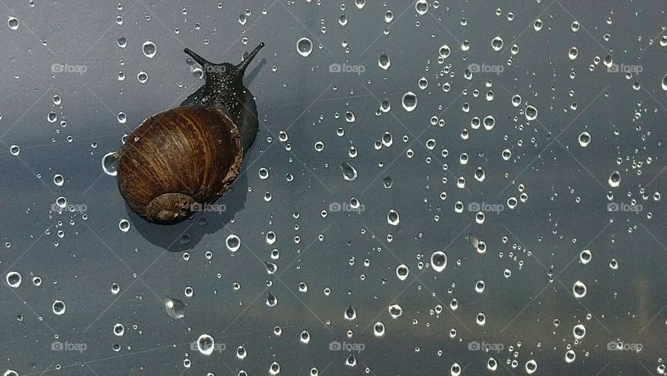 Snail