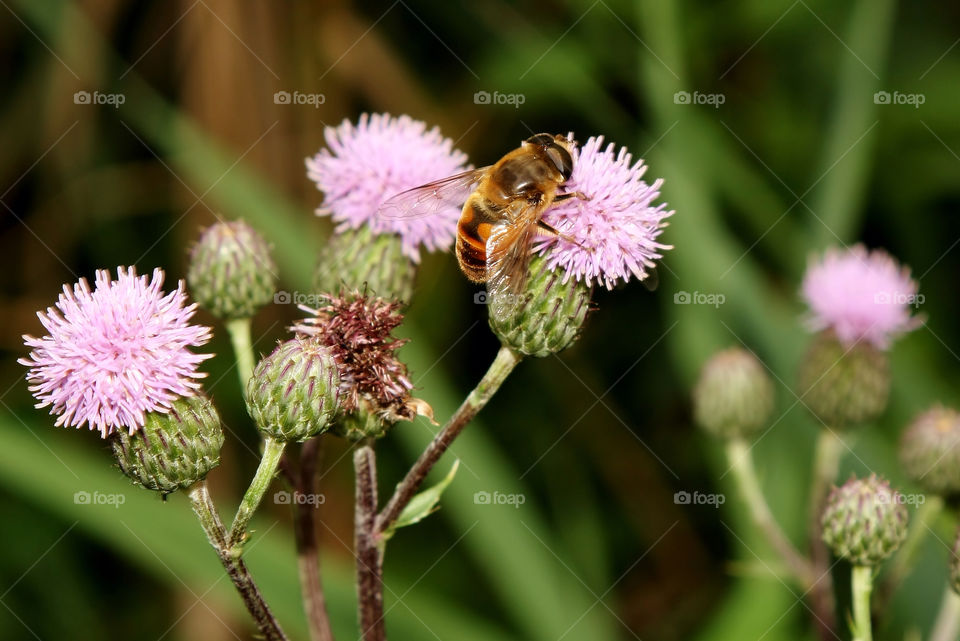 garden flower insect bee by germnosorio12