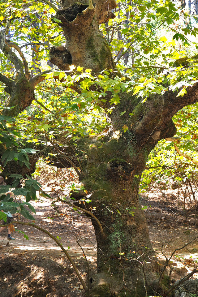find the deer