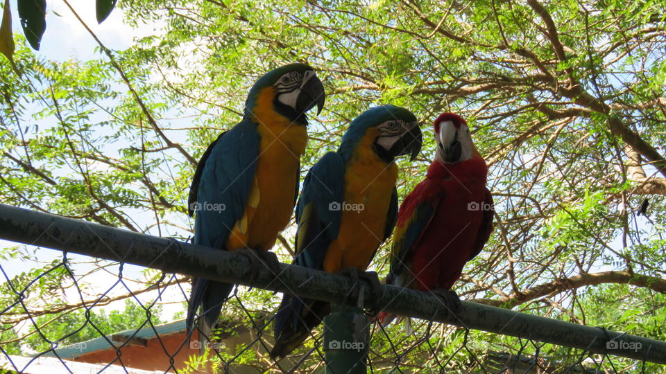 Macaws (Guacamaya)