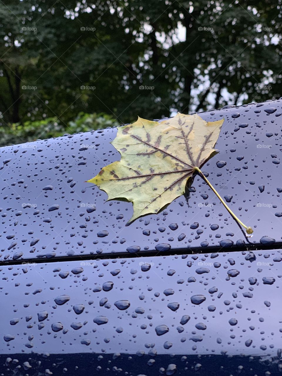 Wet autumn leaf after rainy thunderstorm 
