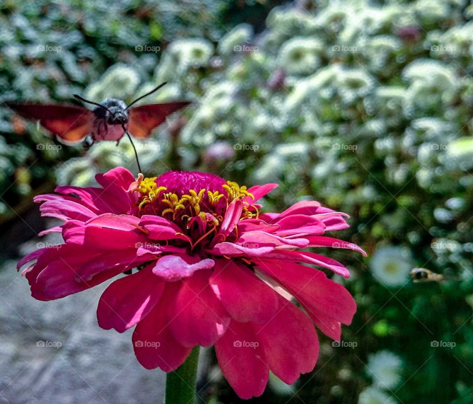 Flora and fauna in my garden