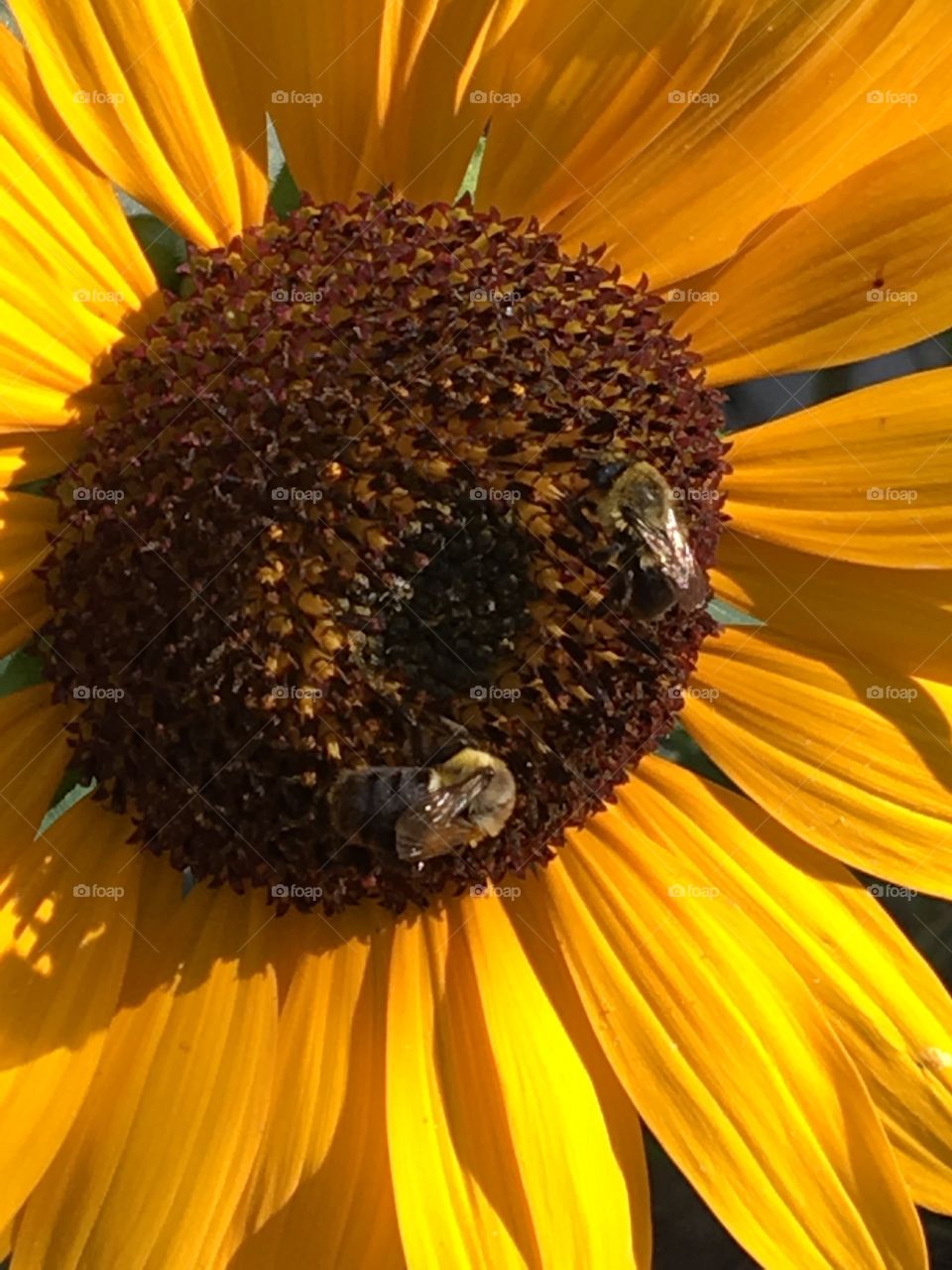 Late summer bees