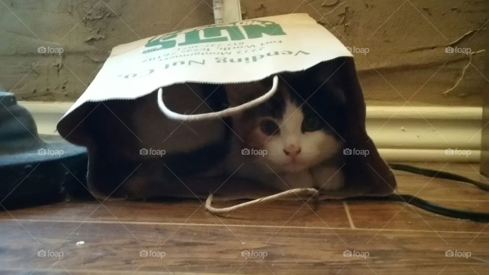 Calico Kitty in a Sack