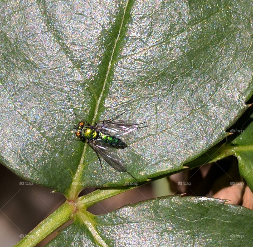 shiny bottle fly