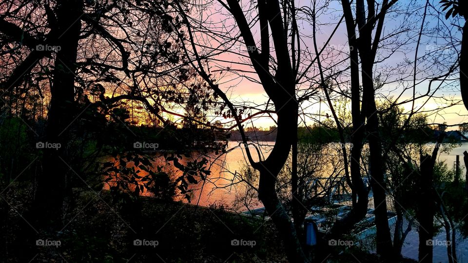 dawn light peeking through the trees.