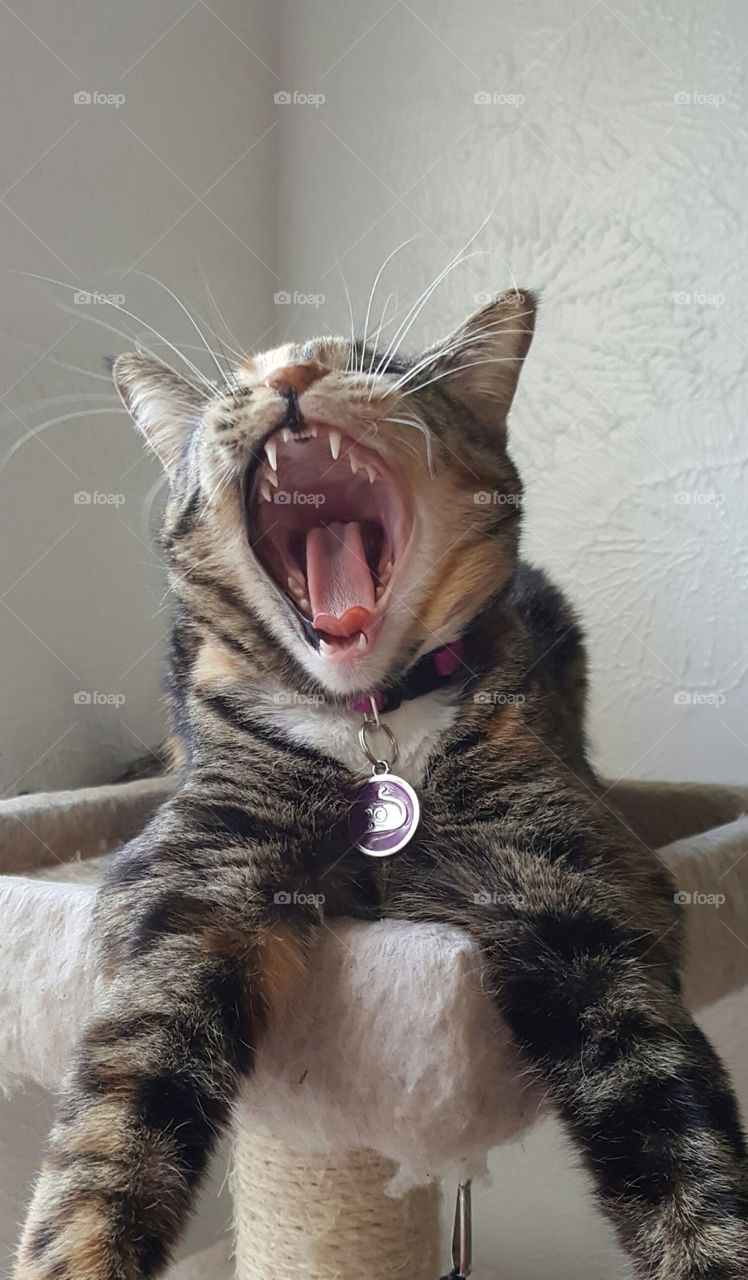 little cat, big yawn