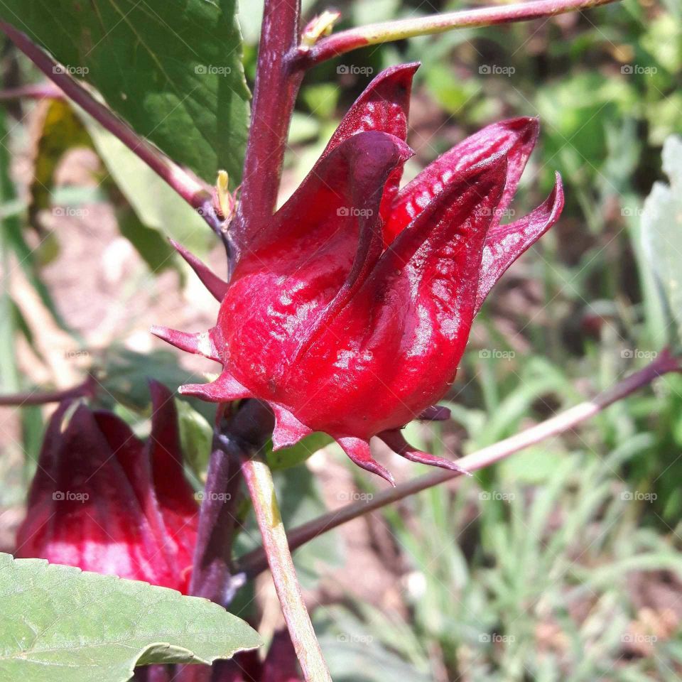 jamaican sorrel