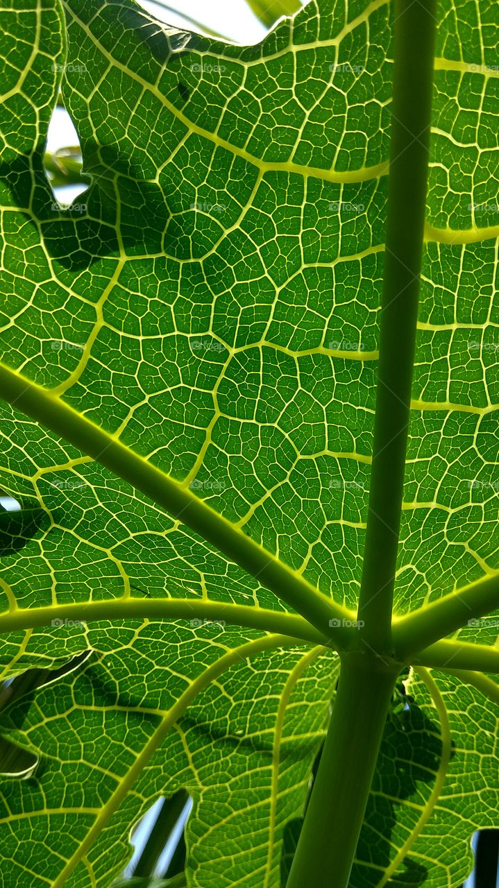 sun rises under leafs photosynthesis program