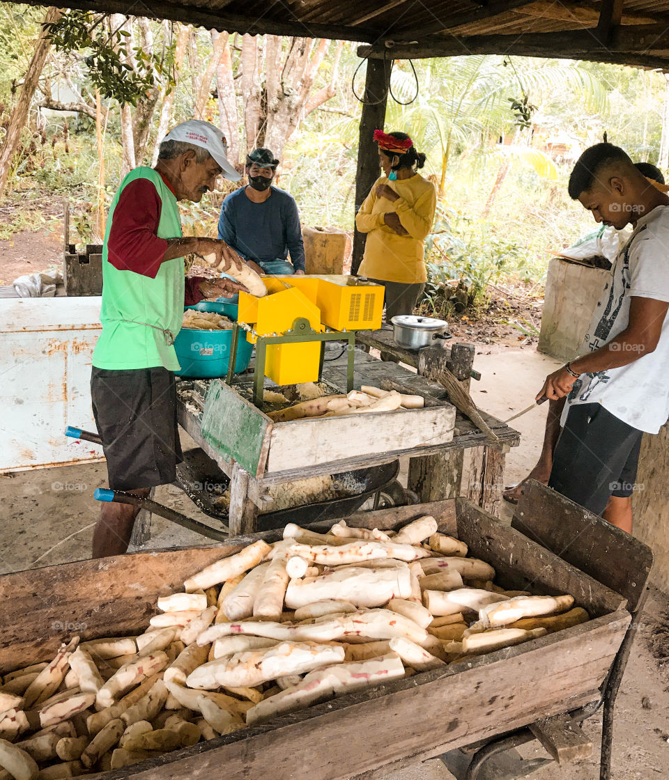 Indigenous people from the extreme south of Bahia making flour for the whole community, all this was done in the tibá village in Cumuruxatiba Bahia Brazil