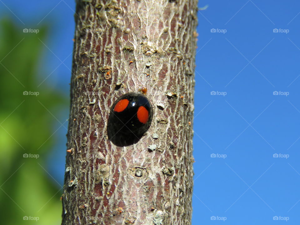 Twice-stabbed ladybug