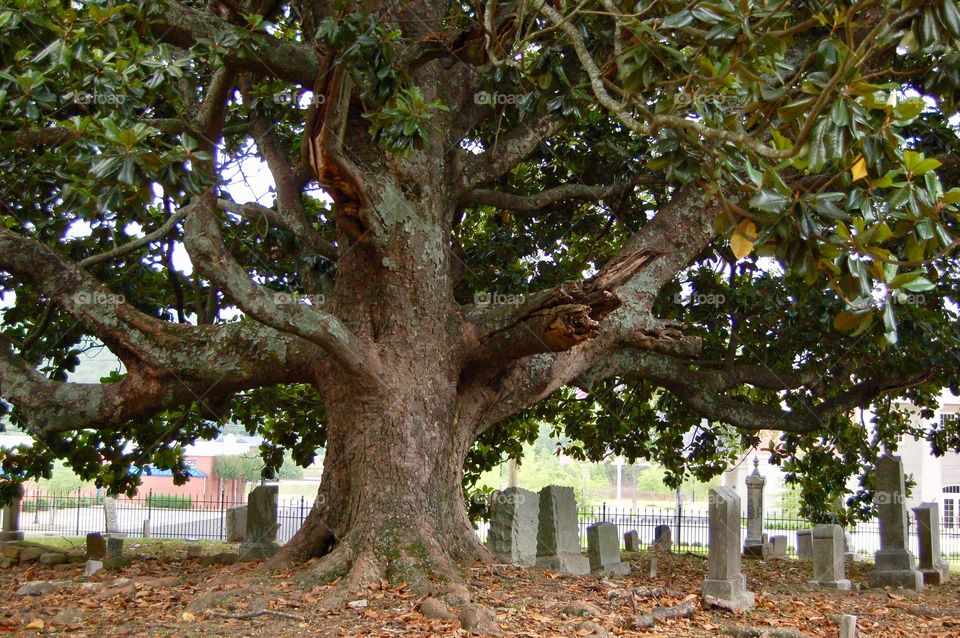 Old Cemetery Under A Magnolia Tree