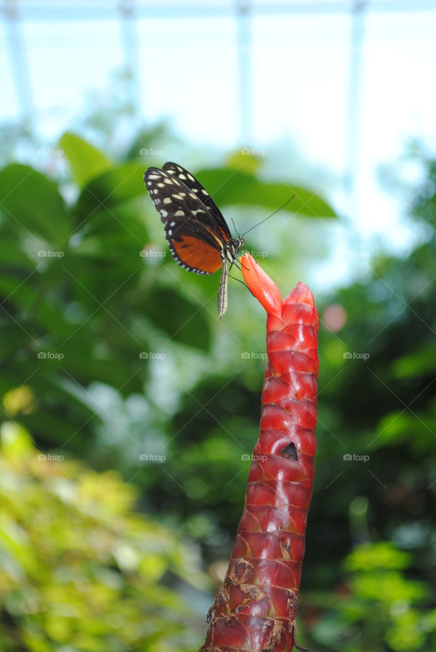 A beautiful butterfly and a flower