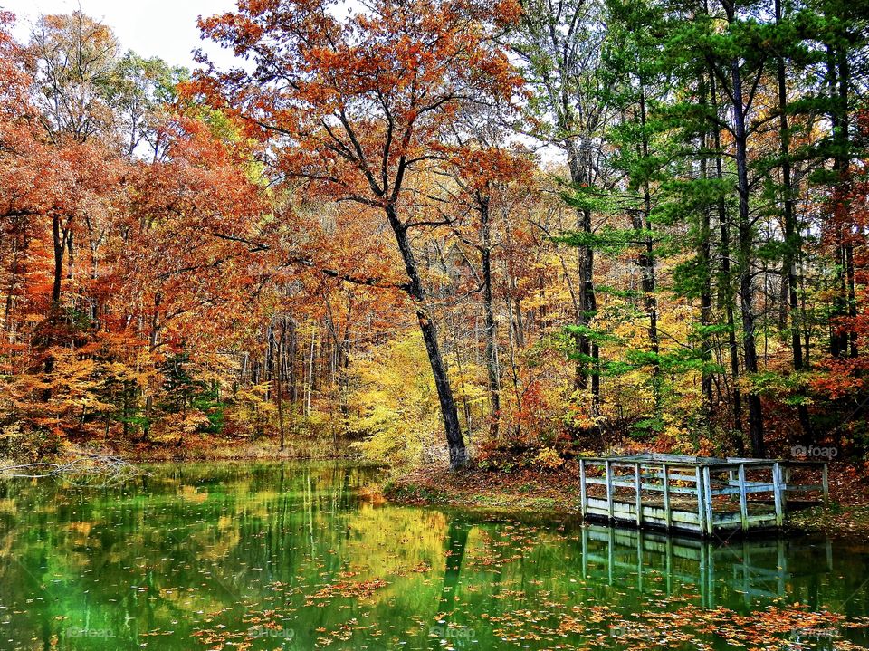 A beautiful fall view in the woods