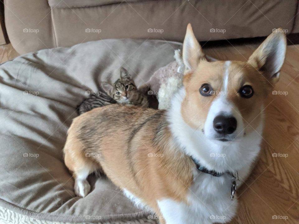 What did you say Hooman?