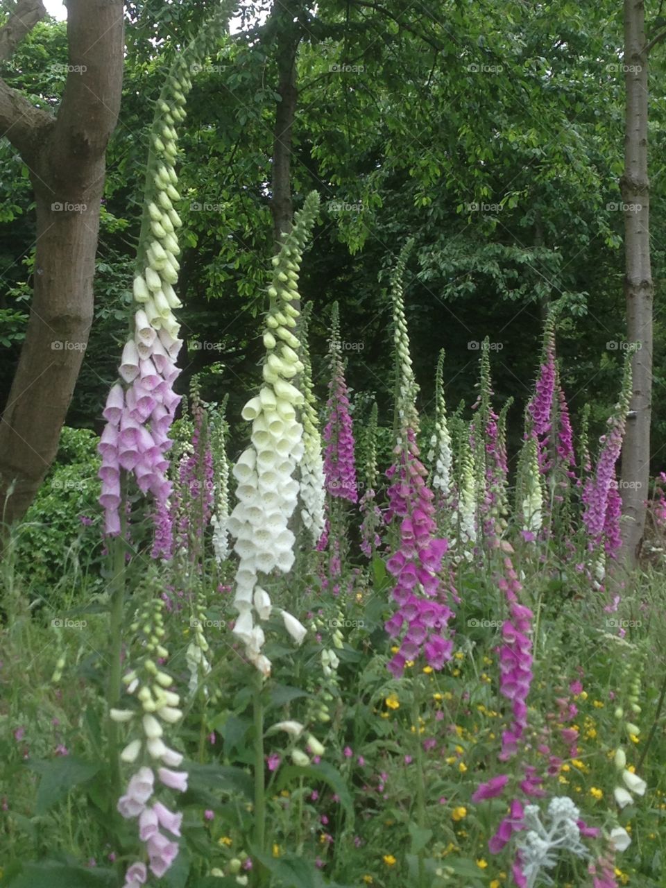 Forest of foxgloves