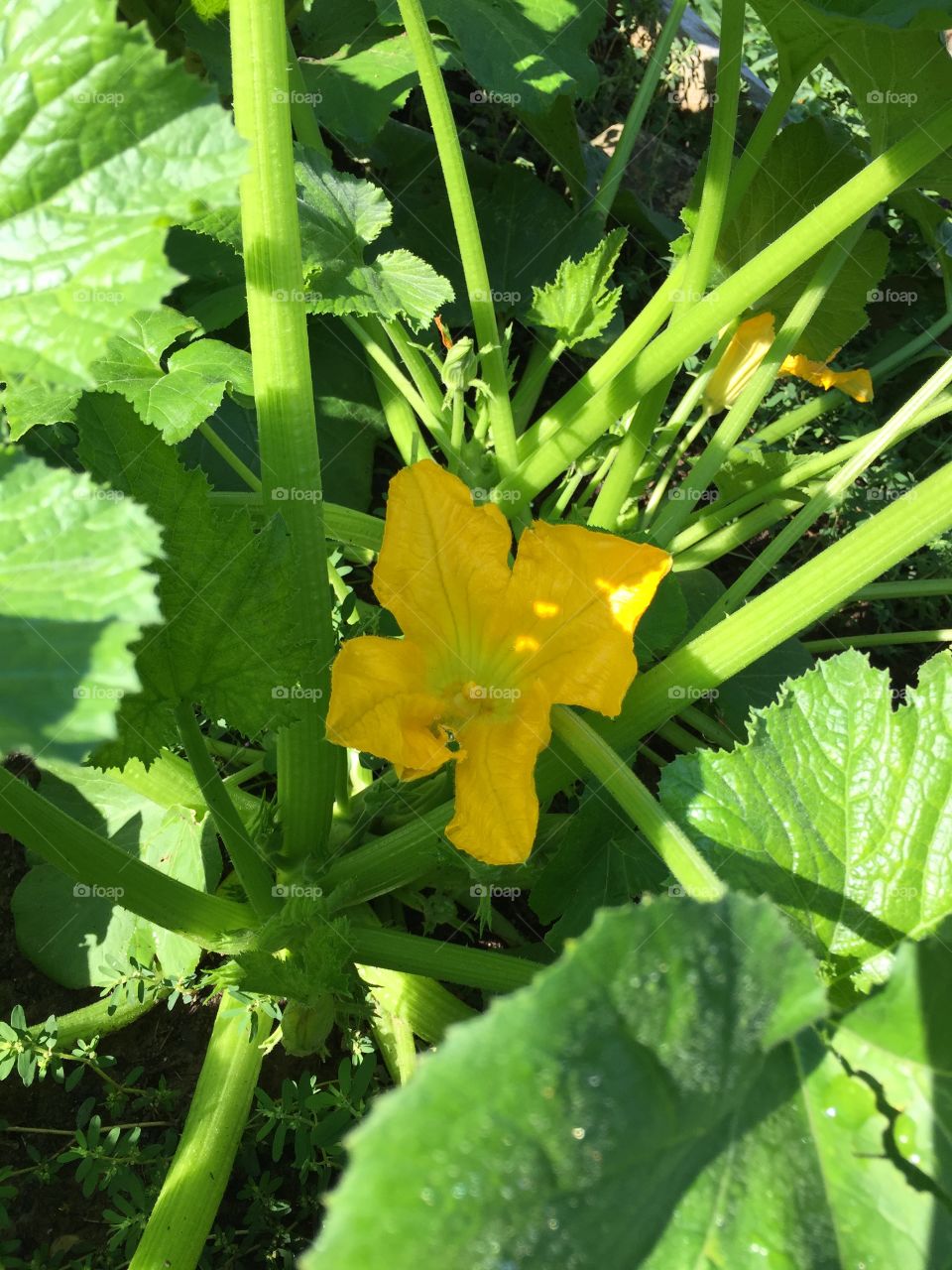 Zucchini flower