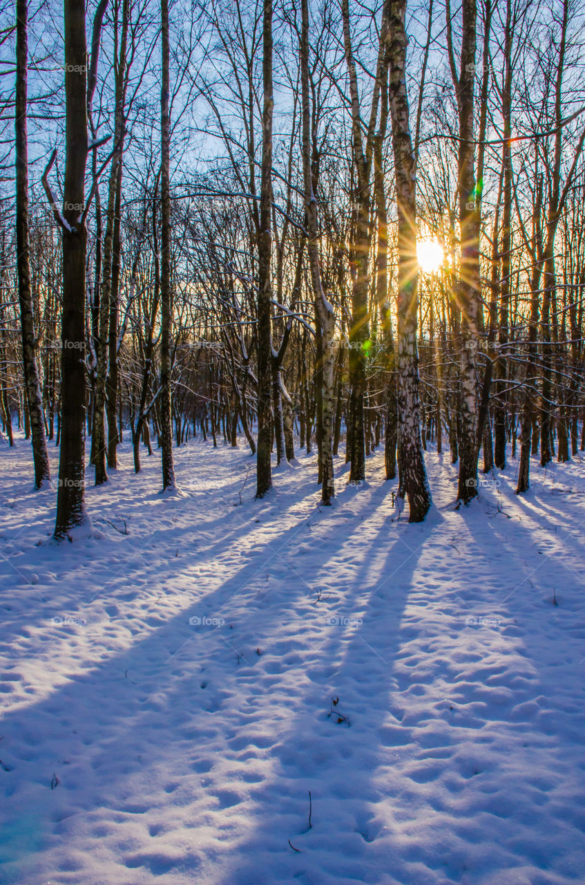 Scenic view of forest during winter