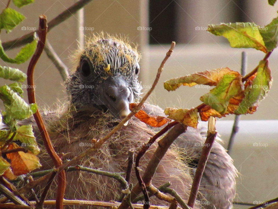 baby pigeon