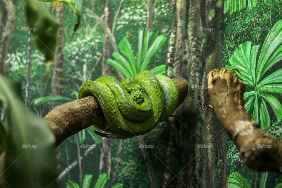 Green snake
