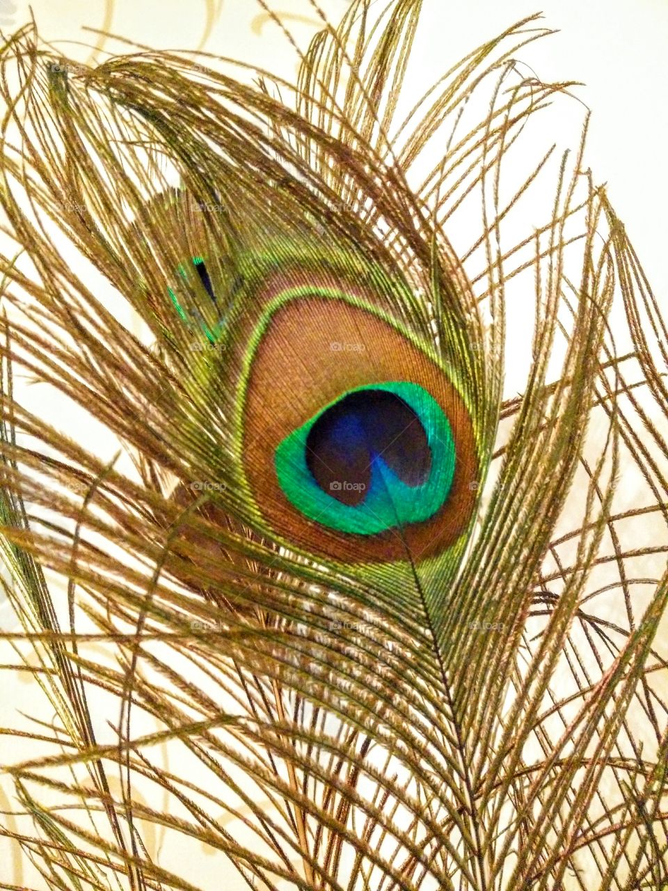 peacock feather
