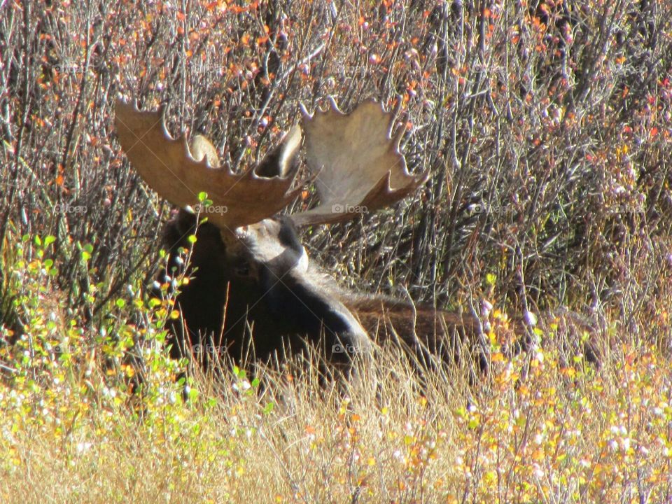 Moose in SW Colorado