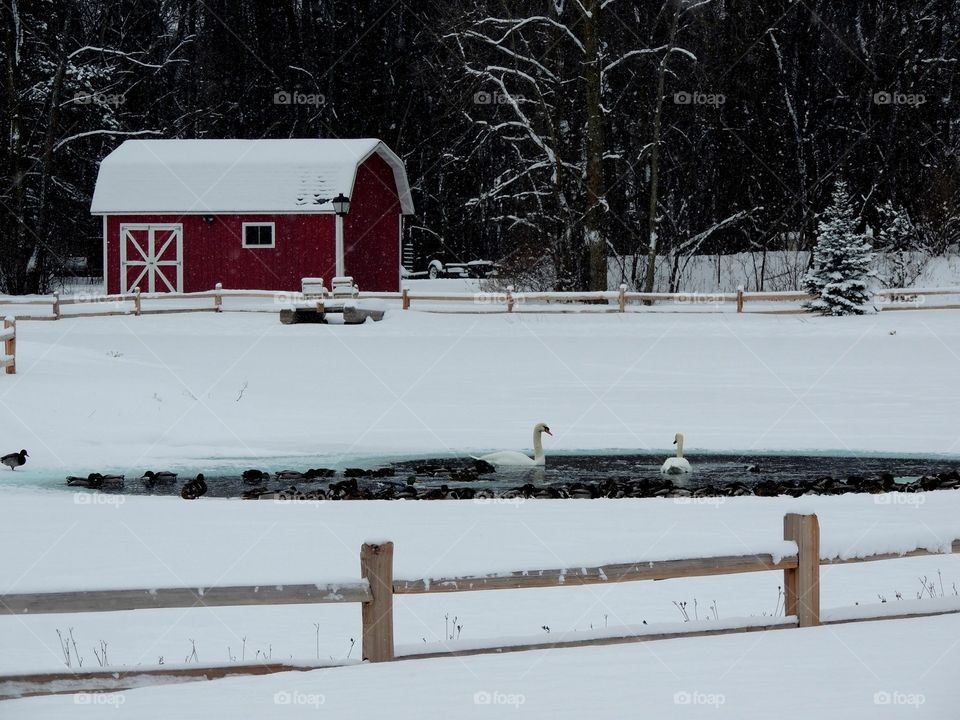 Winter farm
