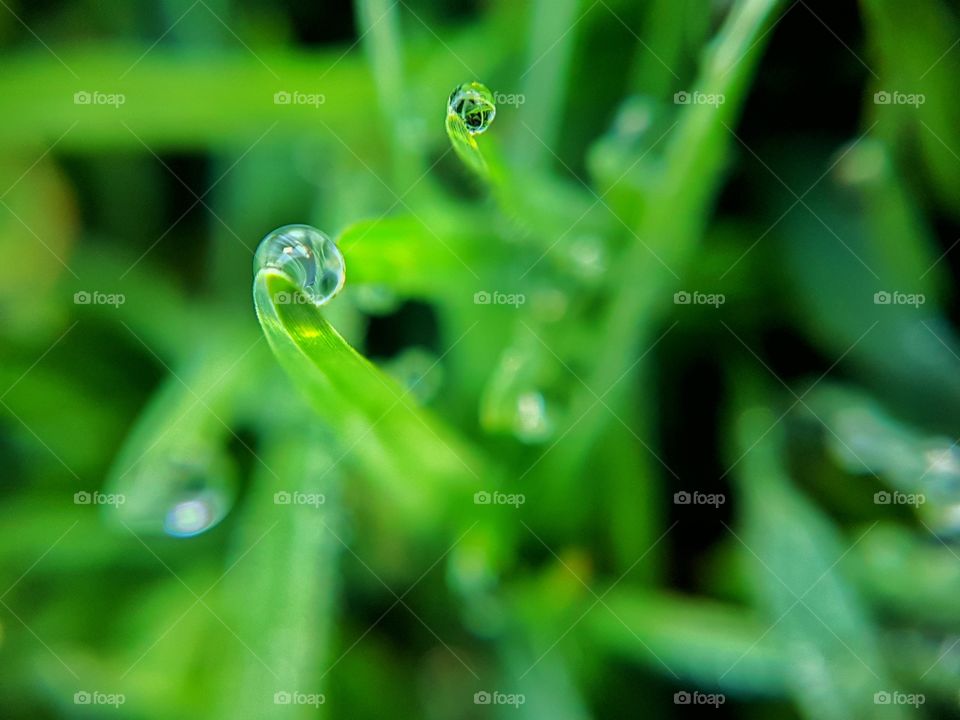 Dew droplet on a blade of grass