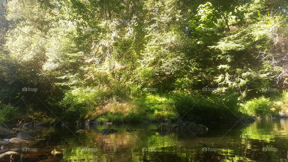 Nature, Wood, Water, Landscape, Tree