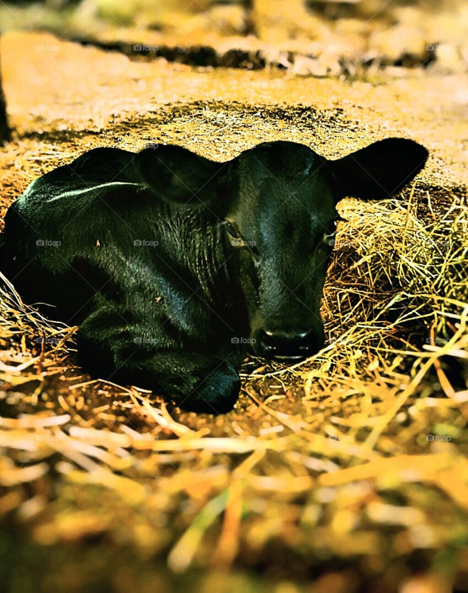 cuteness of a calf