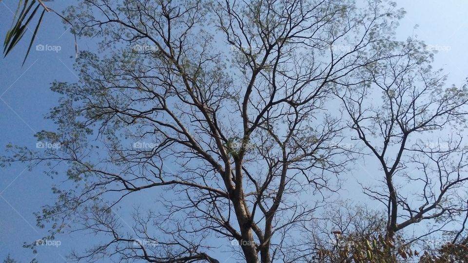 tree in the forest. who makes a beautiful nature.