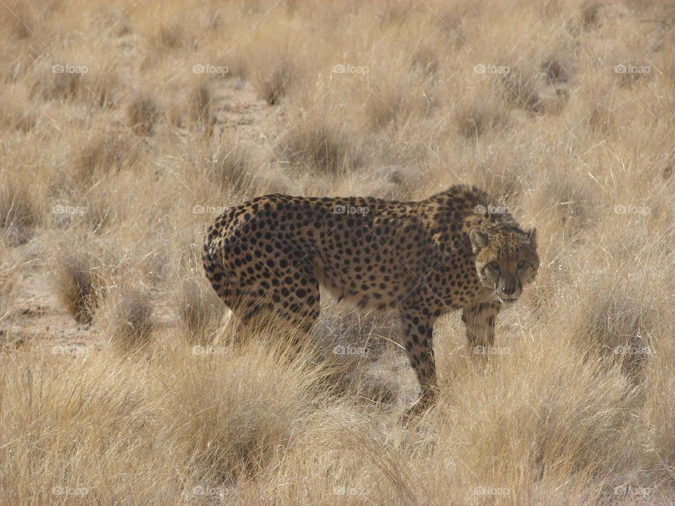 cheetah in Namibia