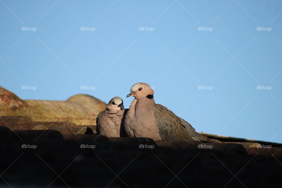 Two doves on a roof at sundown