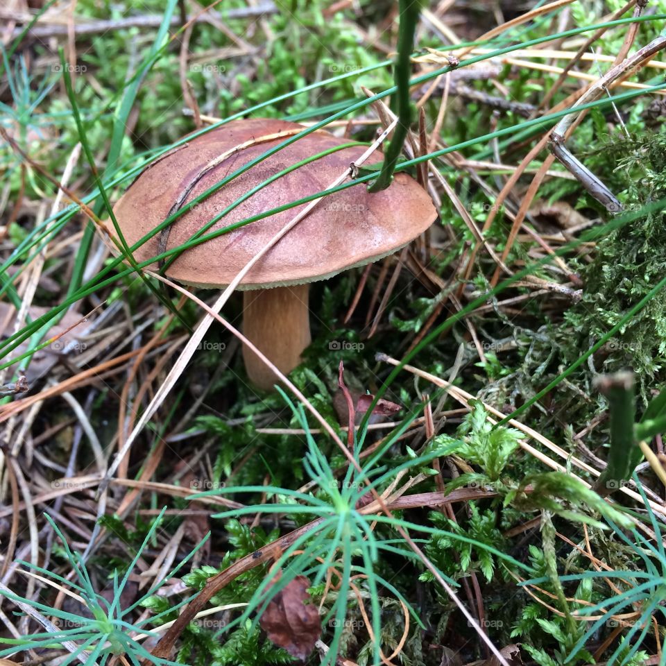 Boletus mushroom in forest.