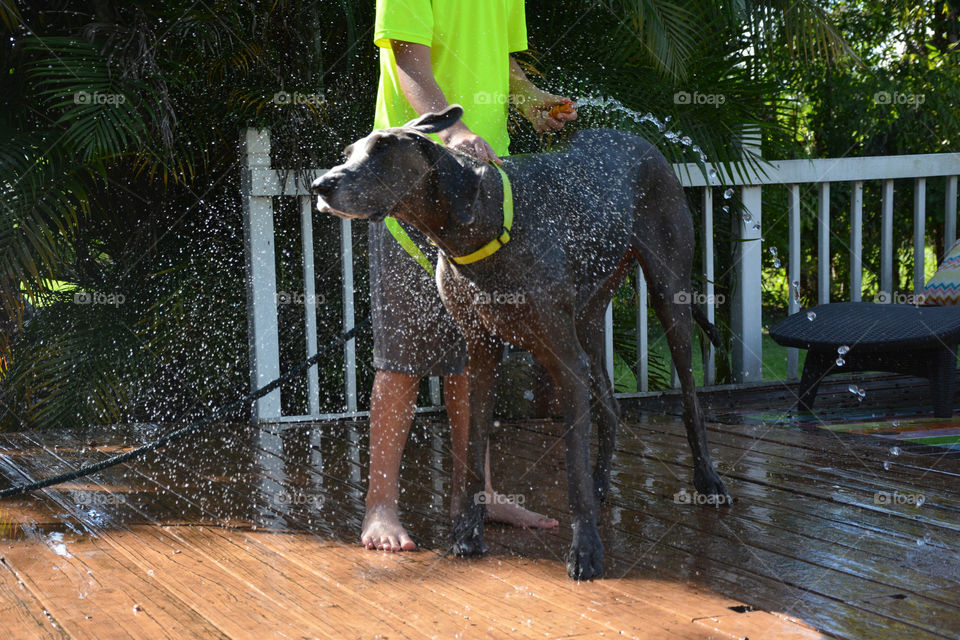 My son washing our big blue Dane as she shakes the water off