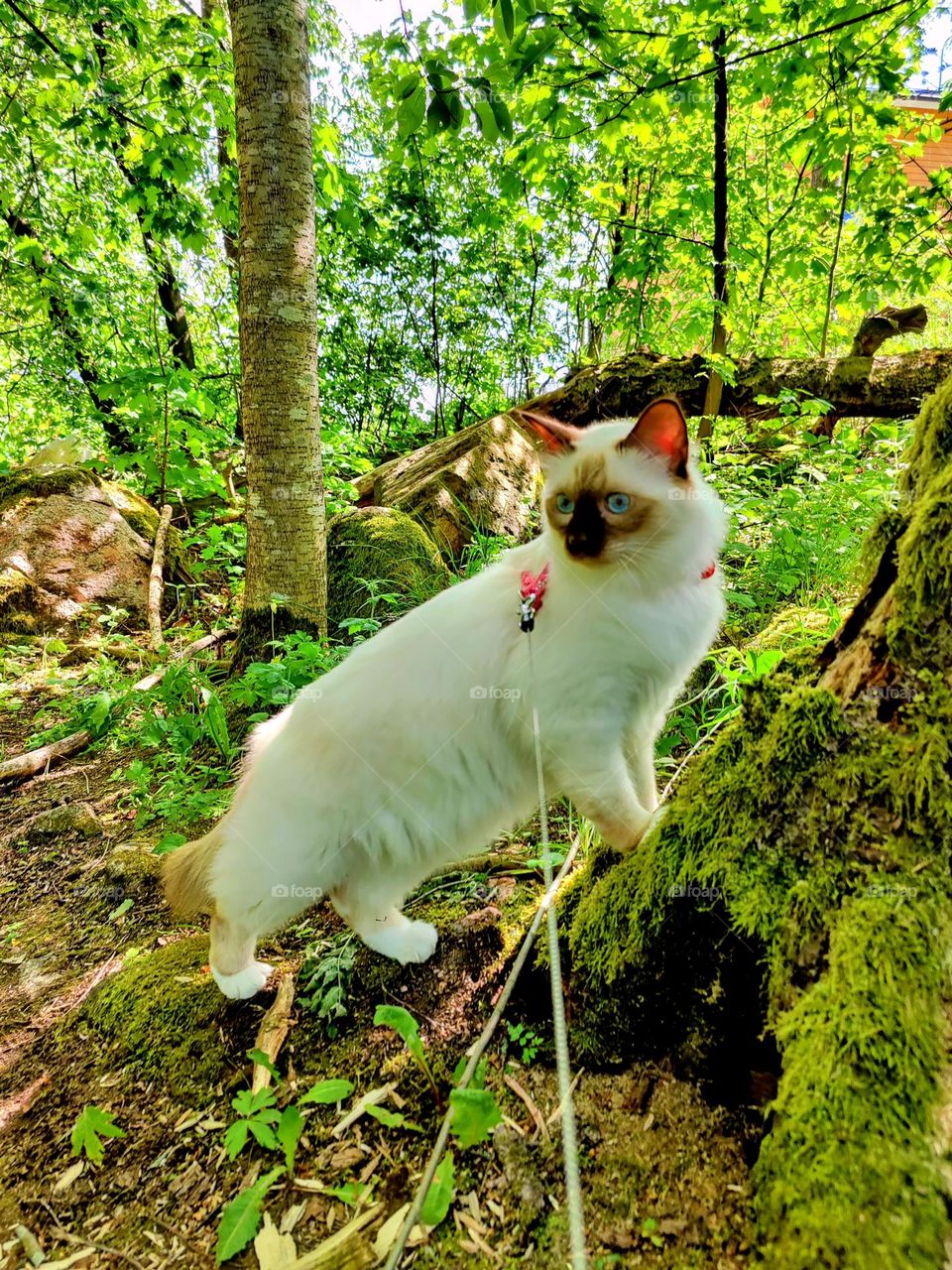 Scared white cat looking around in the middle of greenery