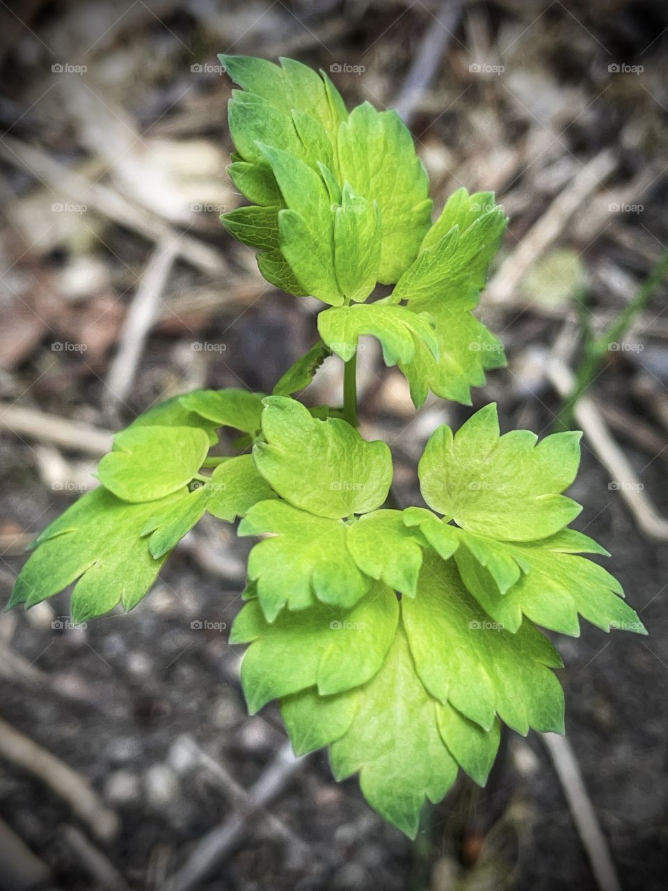 Meadow-rue