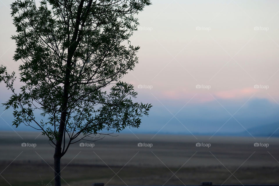 tree sunset lake australia by splicanka