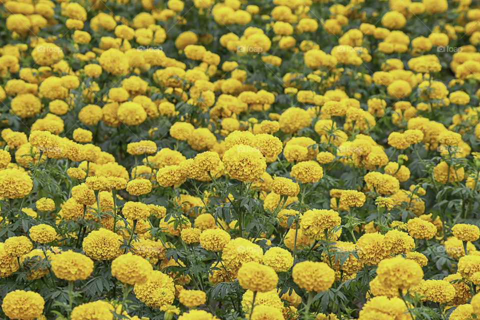 Yellow Marigold  flowers or Tagetes erecta in garden at Phu Rua, Loei in Thailand.